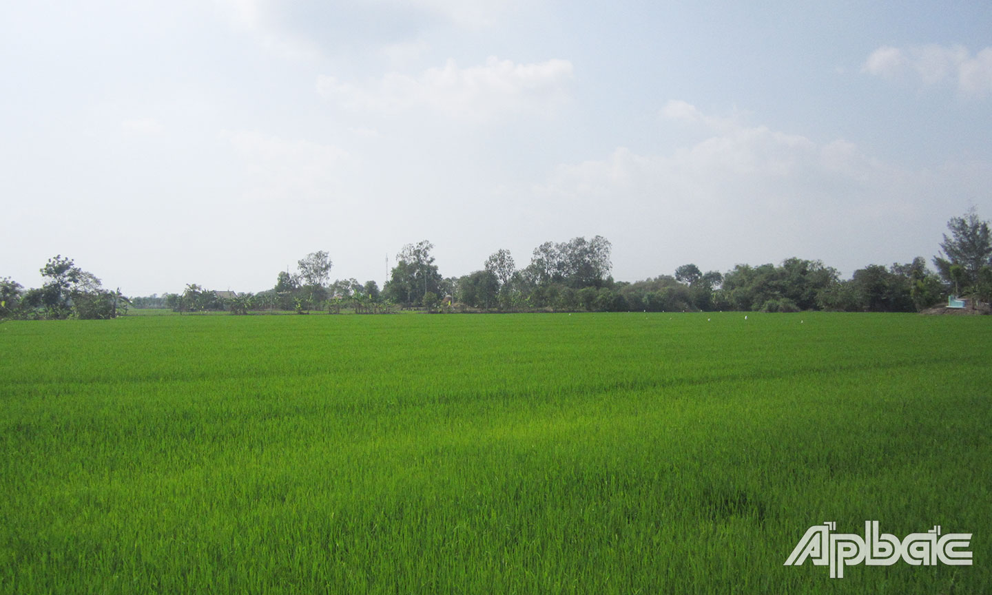 Cánh đồng ấp Gò Lức, nơi diễn ra trận đánh ngày 9-9-1963.