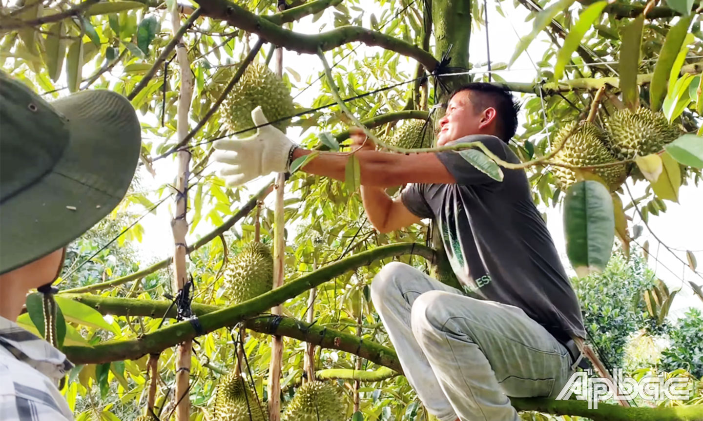 Thu hoạch sầu riêng trái vụ trên địa bàn xã Long Khánh.