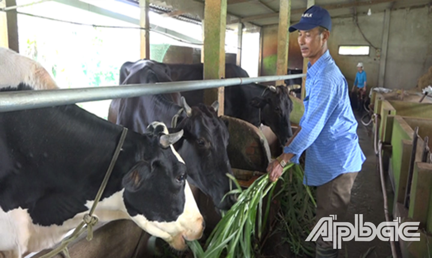 Trại nuôi bò sữa của anh Sáng.
