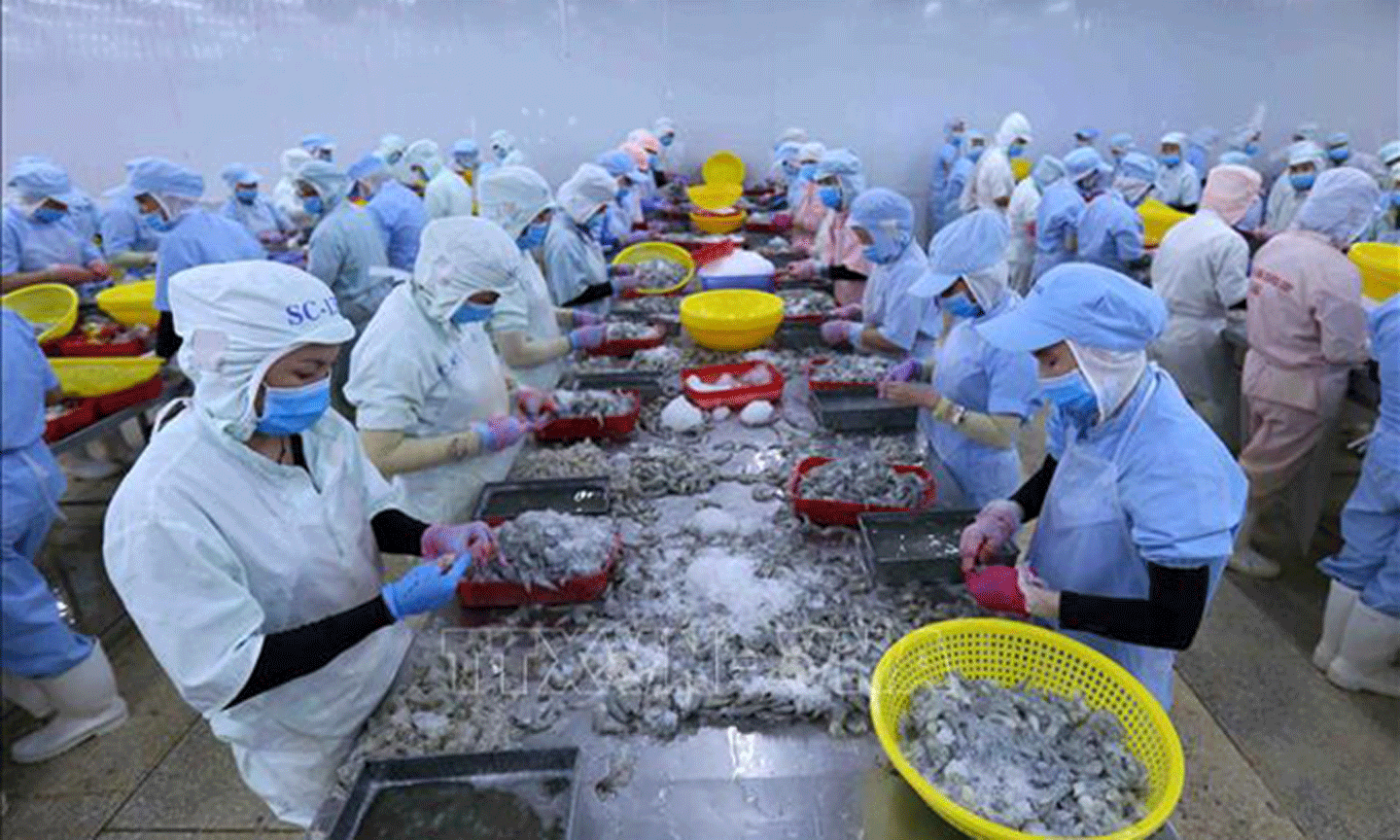 Chế biến tôm xuất khẩu sang thị trường EU. Ảnh: TTXVN