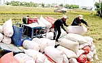 Nhập gạo là bình thường!