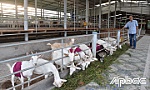 Liên kết sản xuất - tiêu thụ sản phẩm từ sữa dê