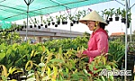 Xuân mới trên xã nông thôn mới Hậu Mỹ Phú