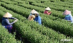Tiền Giang: Người trồng hoa tết hồi hộp trước giờ G