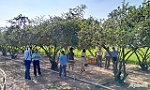 Trải nghiệm sự khác lạ của Vườn táo Sáu Hồi