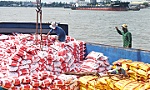 Dấu ấn hạt gạo Việt Nam