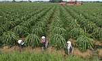 Giám sát mã số vùng trồng nông sản xuất khẩu