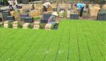 Tái cơ cấu tạo chuyển biến tích cực cho nông nghiệp Đồng Tháp