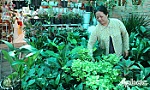 Nhộn nhịp thị trường hoa, kiểng tết