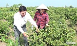 Trồng chanh tứ quý cho thu nhập ổn định