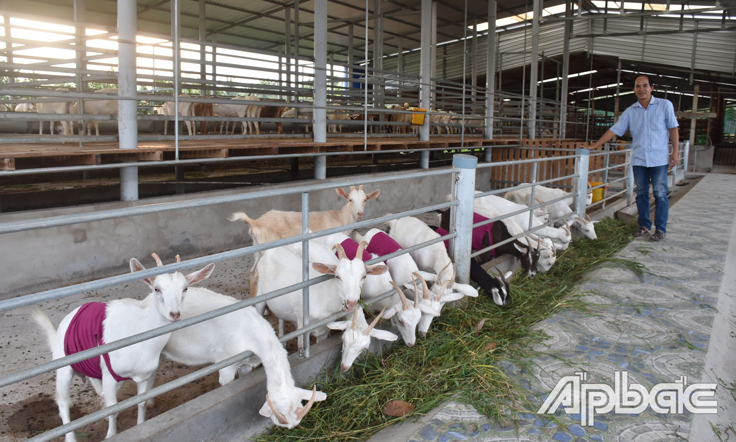  Anh Nguyễn Hoàng Trí tại trang trại dê của HTX Nông nghiệp Đông Nghi.