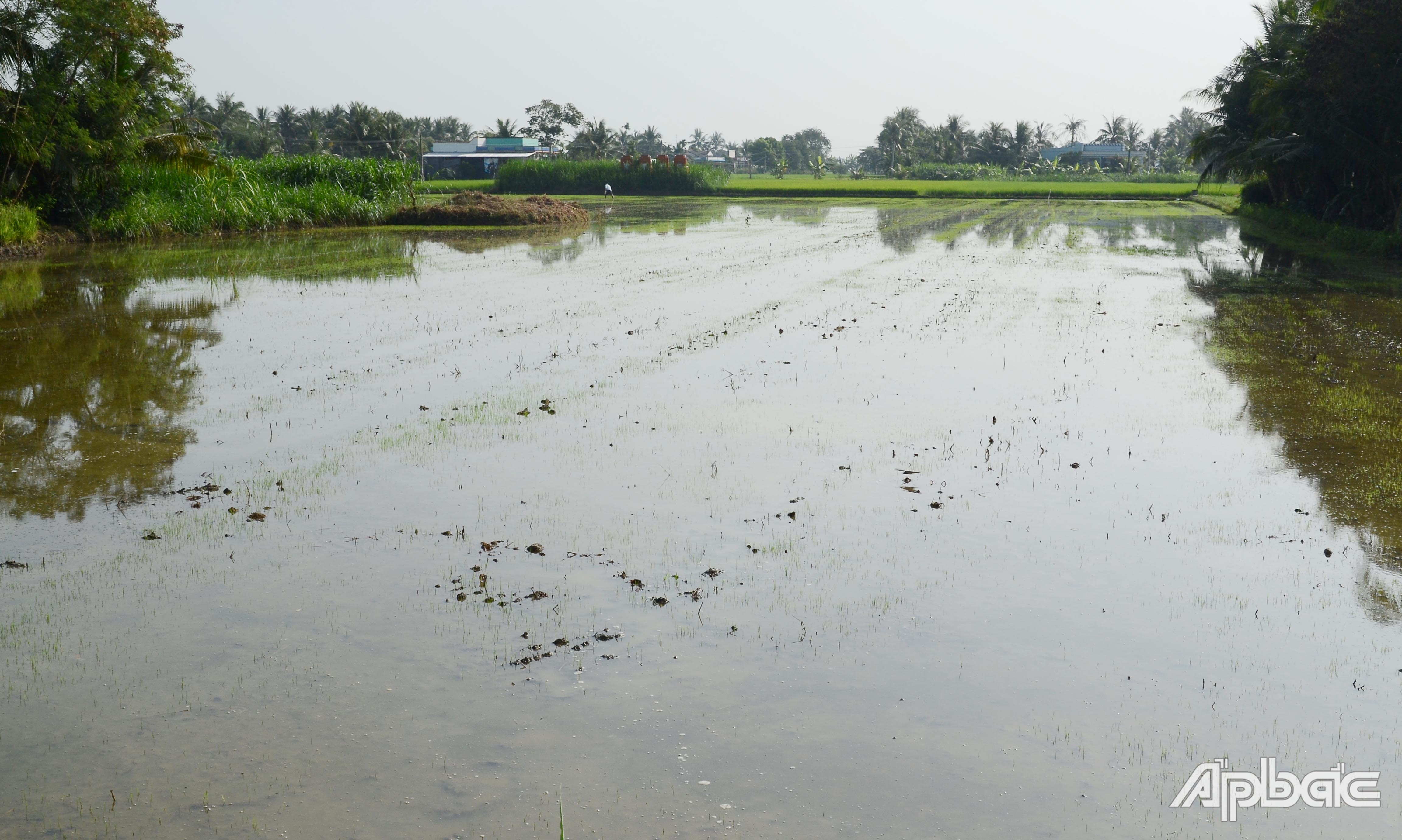 Một hộ dân ở xã Thành Công, huyện Gò Công Tây vừa xuống giống vụ đông xuân.