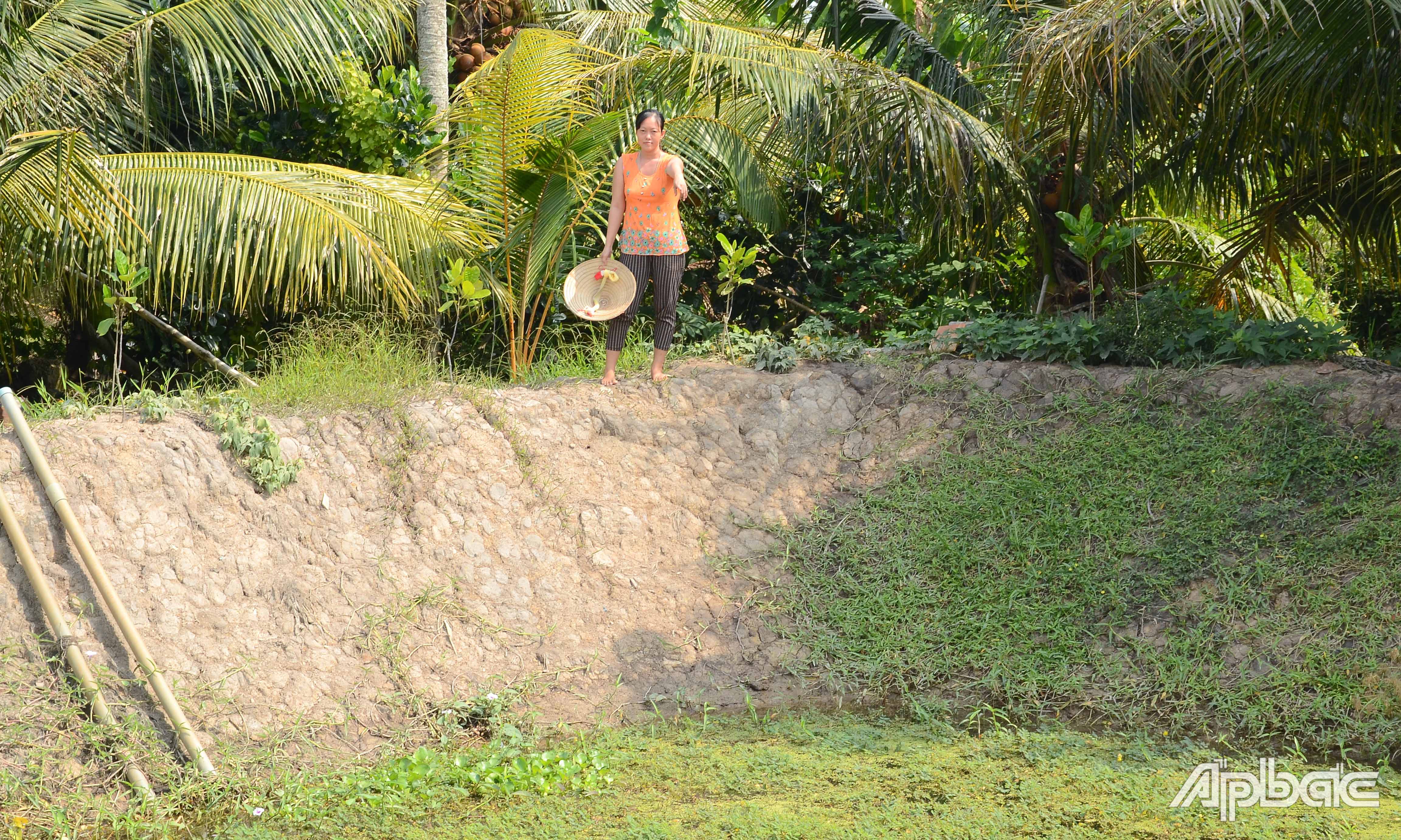 Người dân đào ao trữ nước để tưới sầu riêng.