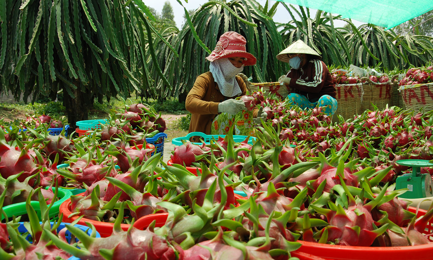  Nhà vườn thu hoạch thanh long ở huyện Chợ Gạo.    Ảnh: CAO LẬP ĐỨC