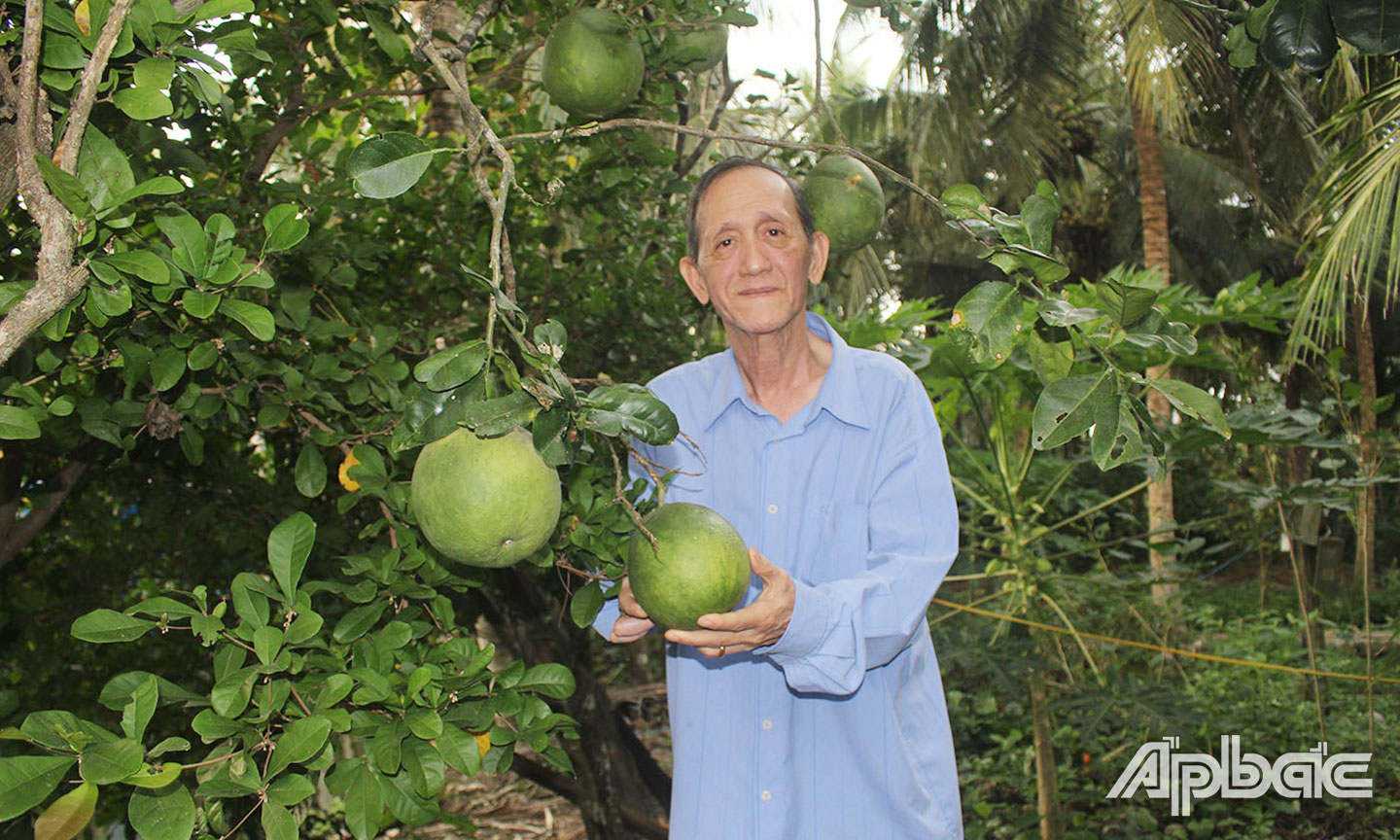 Ông Đoàn Văn Khanh bên cây bưởi sai trái.