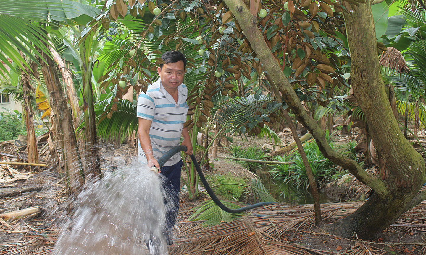 Ông Phan Dân Hiền đang chăm sóc vườn cây vú sữa.