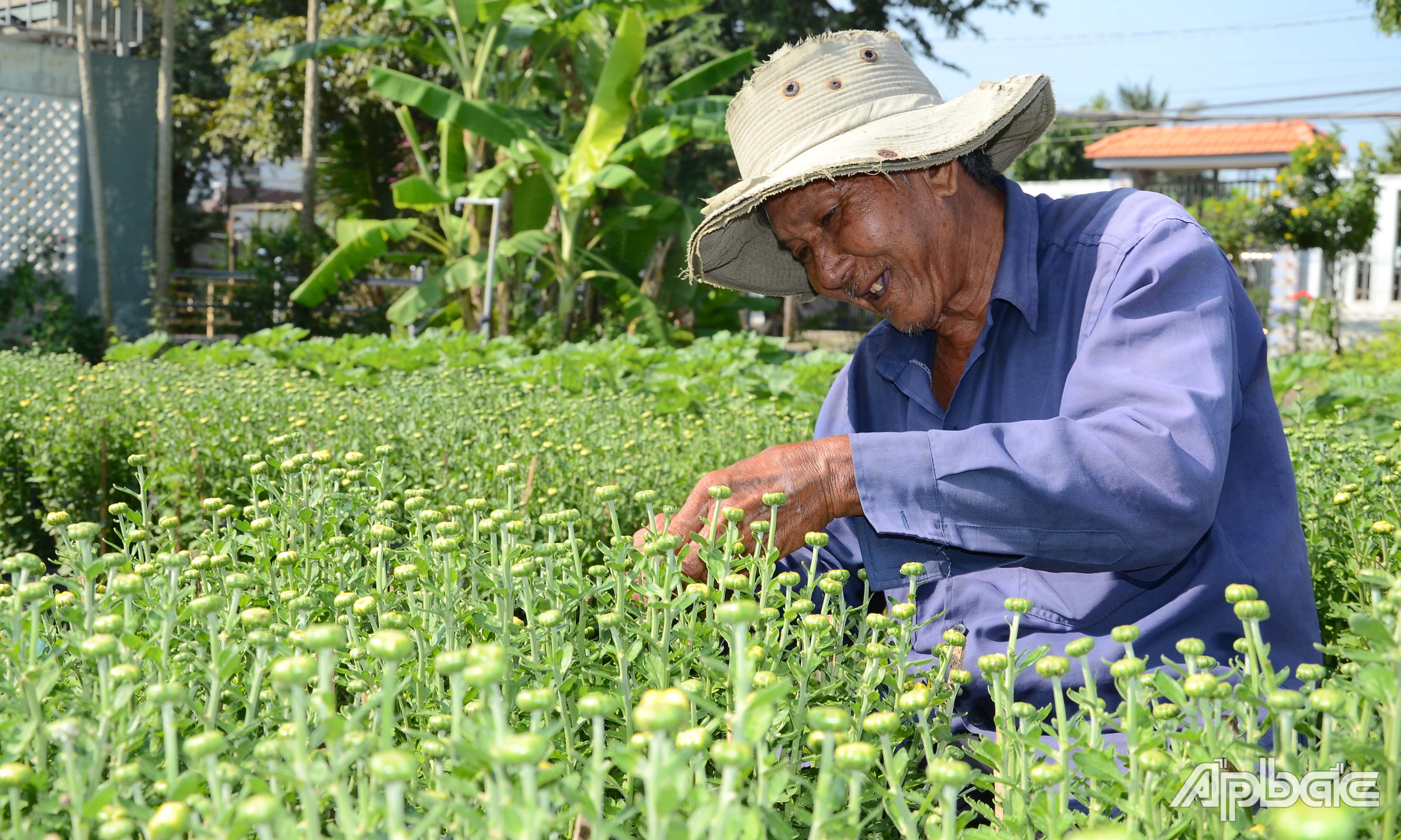 Ông 3 Lướt năm nay trồng giảm 50% số lượng hoa tết.