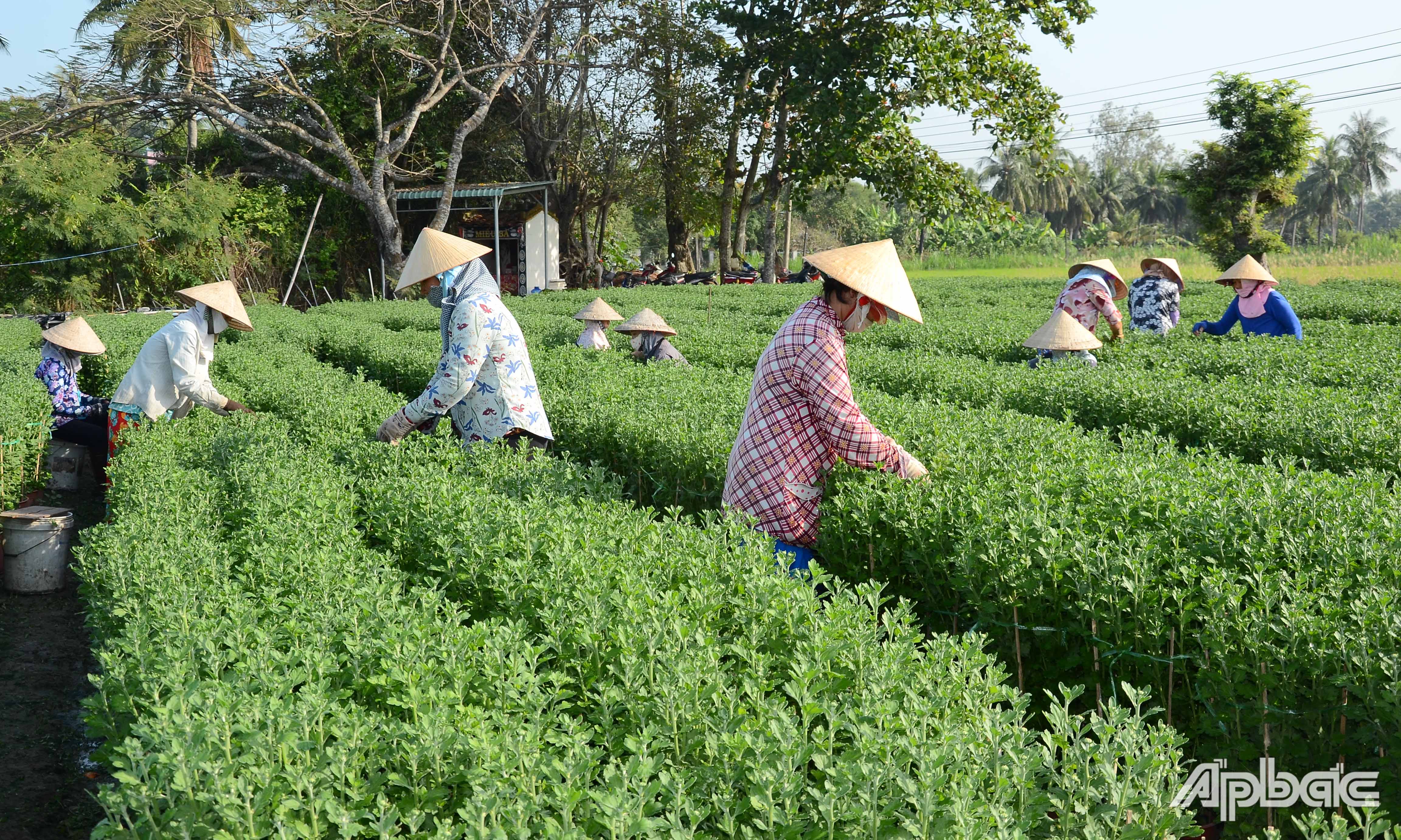 Người dân xã Thạnh Trị tất bật chăm sóc hoa tết.