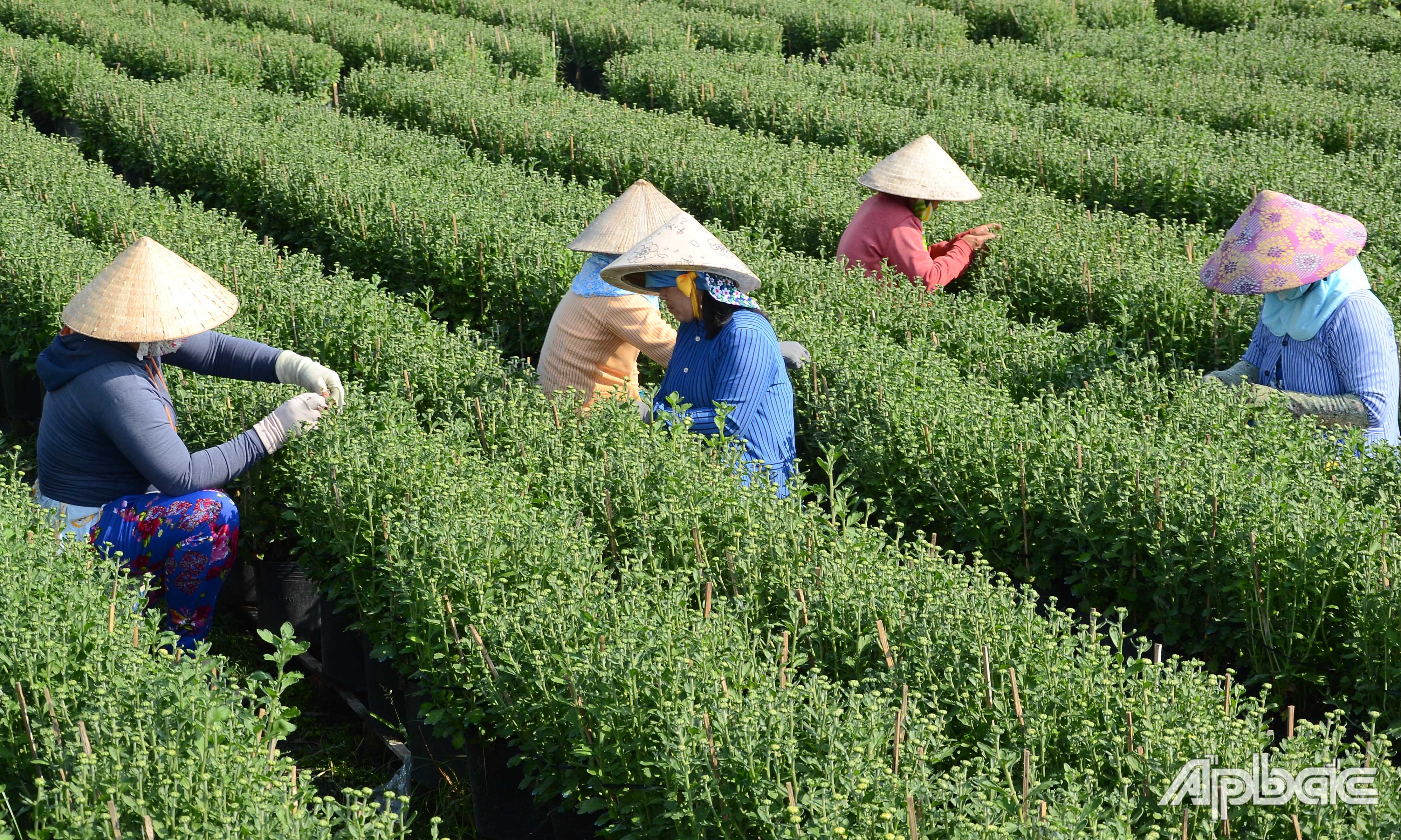Người trồng hoa lo lắng về đầu ra hoa tết năm nay.