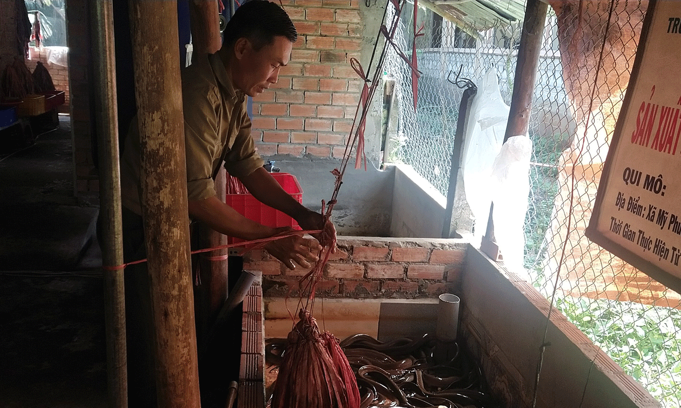 Anh Hồng với mô hình nuôi lươn không bùn.