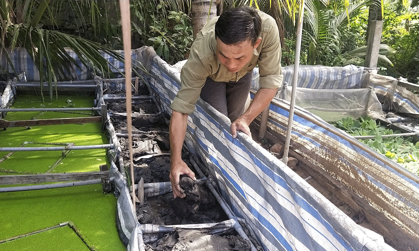 Tận dụng diện tích xung quanh nhà anh Hồng nuôi lươn thịt trong bùn.