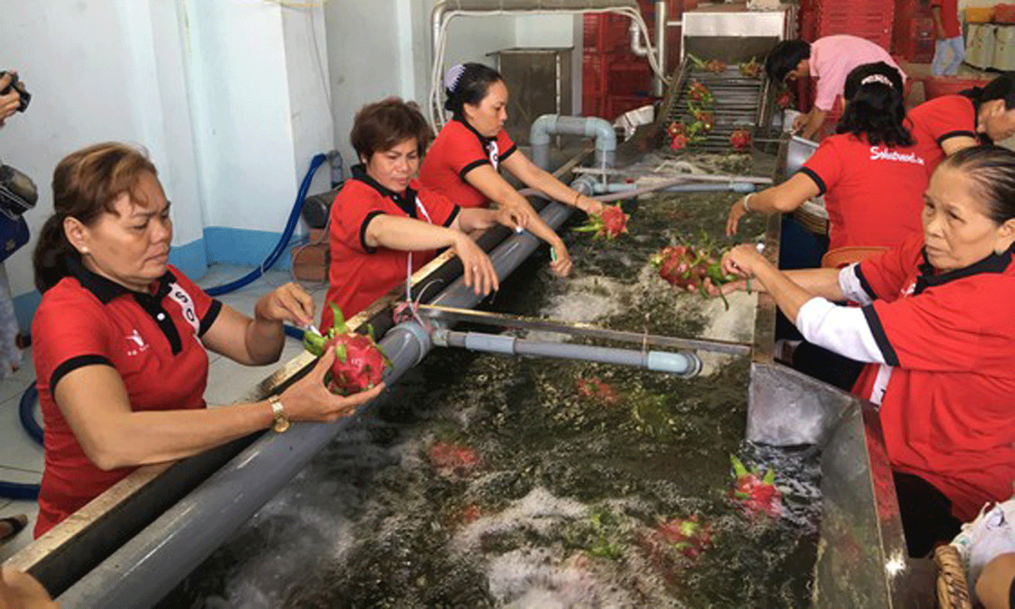 Thanh long của Công ty Vina T&T Group nhờ đạt chất lượng nên có thể xuất khẩu vào các thị trường khó tính
