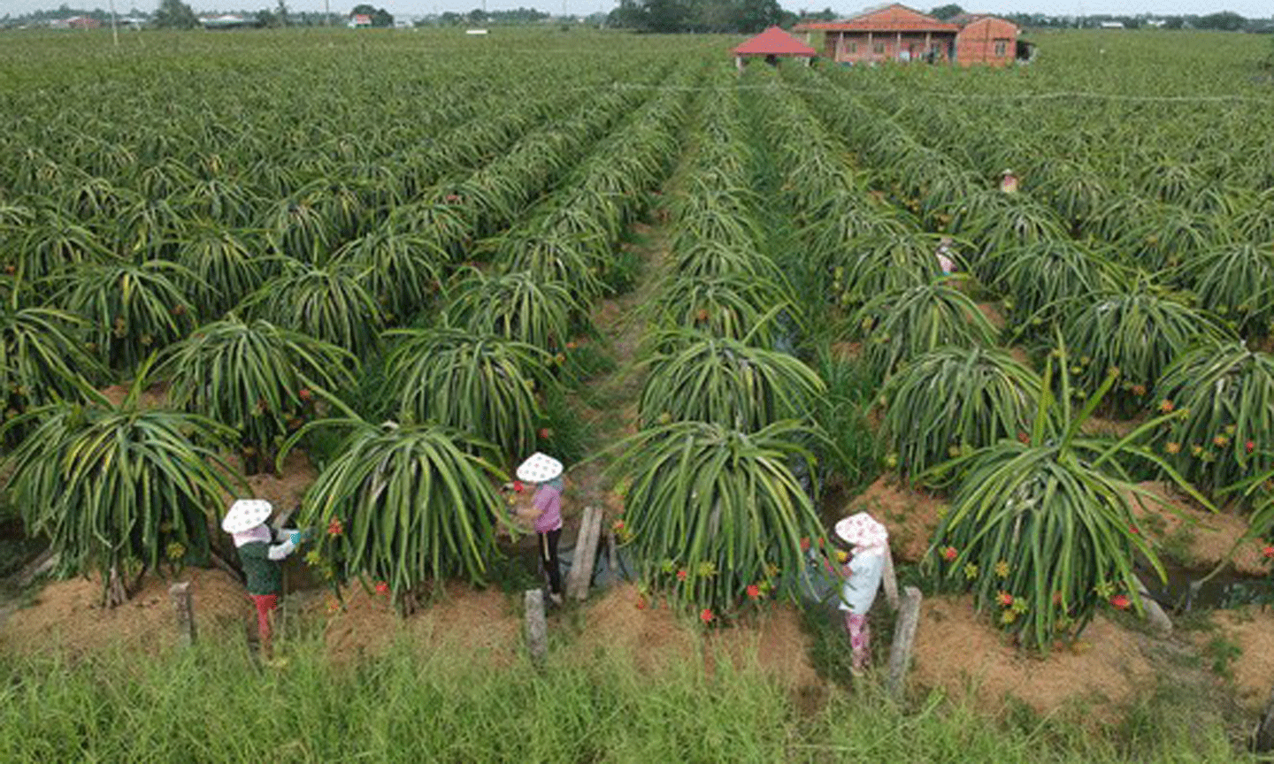 Thanh long ruột đỏ xuất khẩu trồng tại xã Hiệp Thạnh, huyện Châu Thành, tỉnh Long An. Ảnh: CAO THĂNG