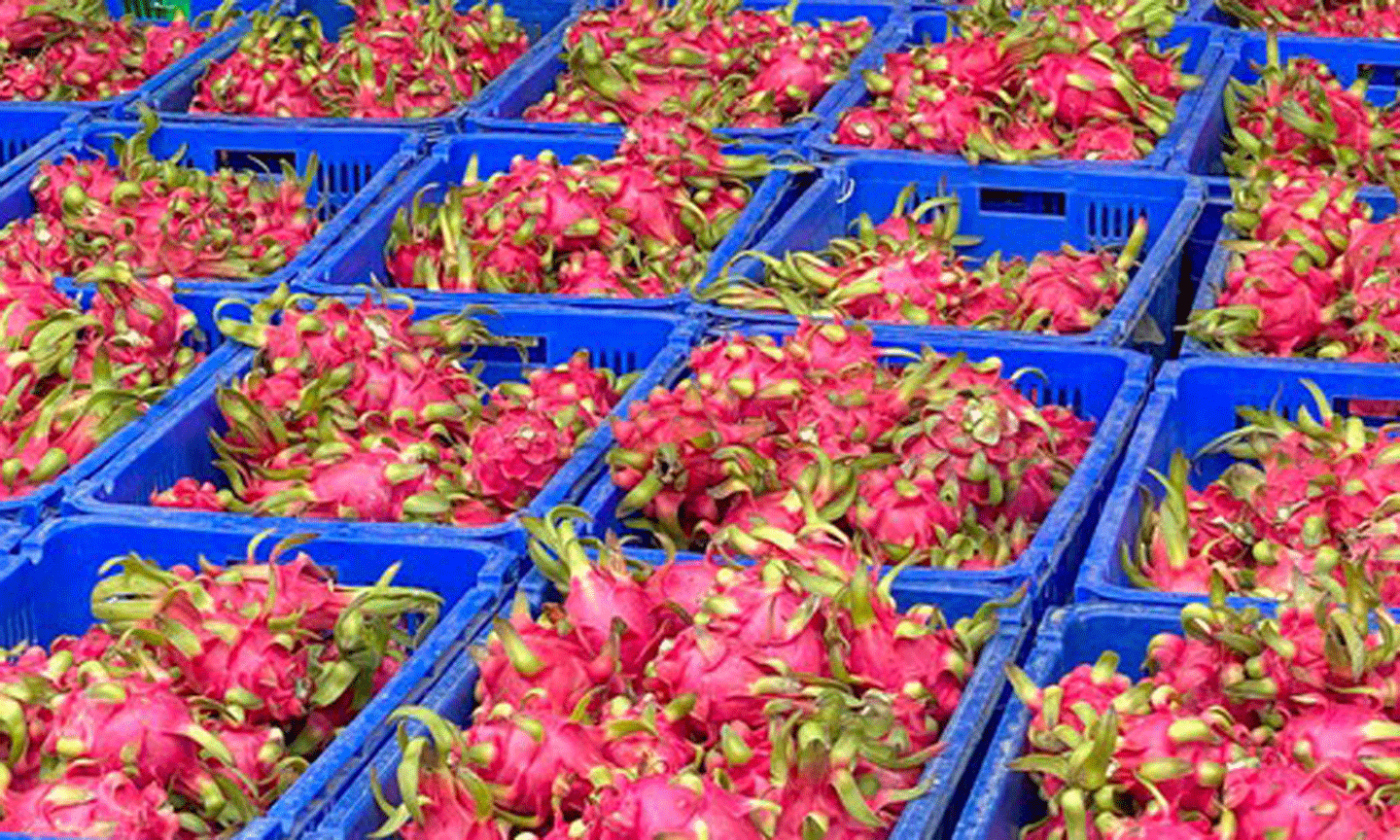 Thanh long ruột đỏ xuất khẩu trồng tại xã Hiệp Thạnh, huyện Châu Thành, tỉnh Long An. Ảnh: CAO THĂNG