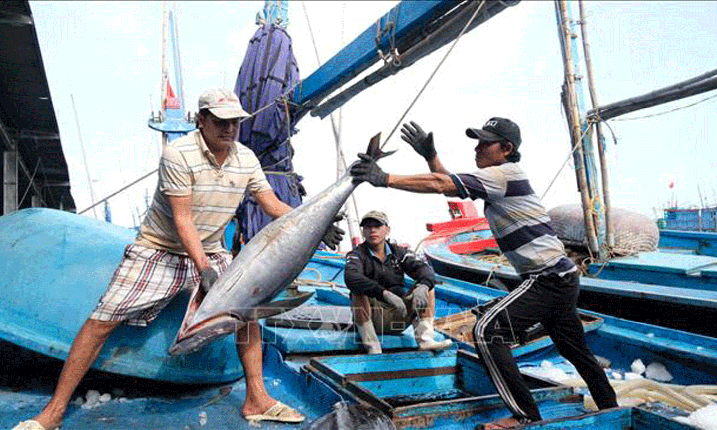 Ngư dân Khánh Hoà thu hoạch cá ngừ đại dương tại cảng Hòn Rớ (thành phố Nha Trang). Ảnh: Nguyễn Dũng/TTXVN