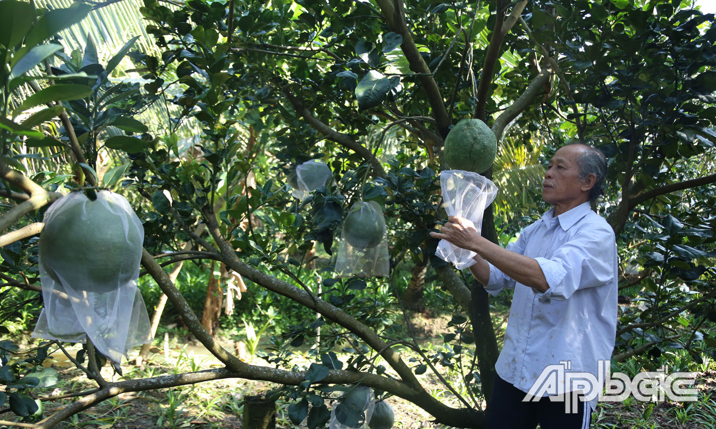 Ông Lợi thăm khu vườn sai trái.