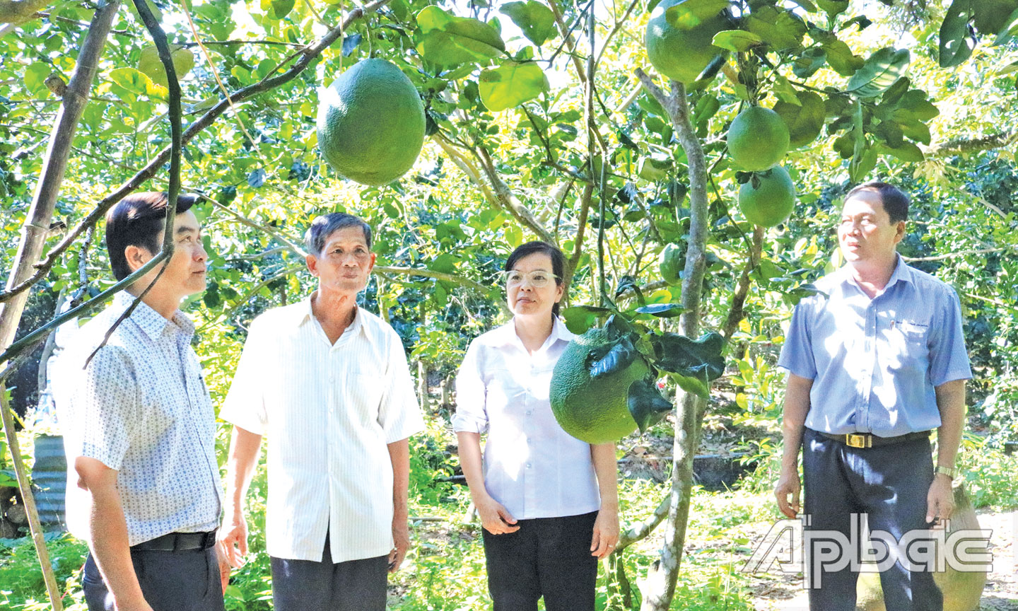 Ông Võ Công Bá (thứ hai từ trái qua), nhà vườn ở ấp Hòa Điền,  xã Hội Xuân, huyện Cai Lậy, bên vườn bưởi da xanh chuẩn bị  cho thị trường tết.