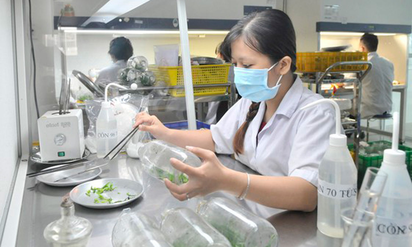 ạo giống cây con mới tại Trung tâm Công nghệ sinh học TPHCM ở quận 12. Ảnh: CAO THĂNG