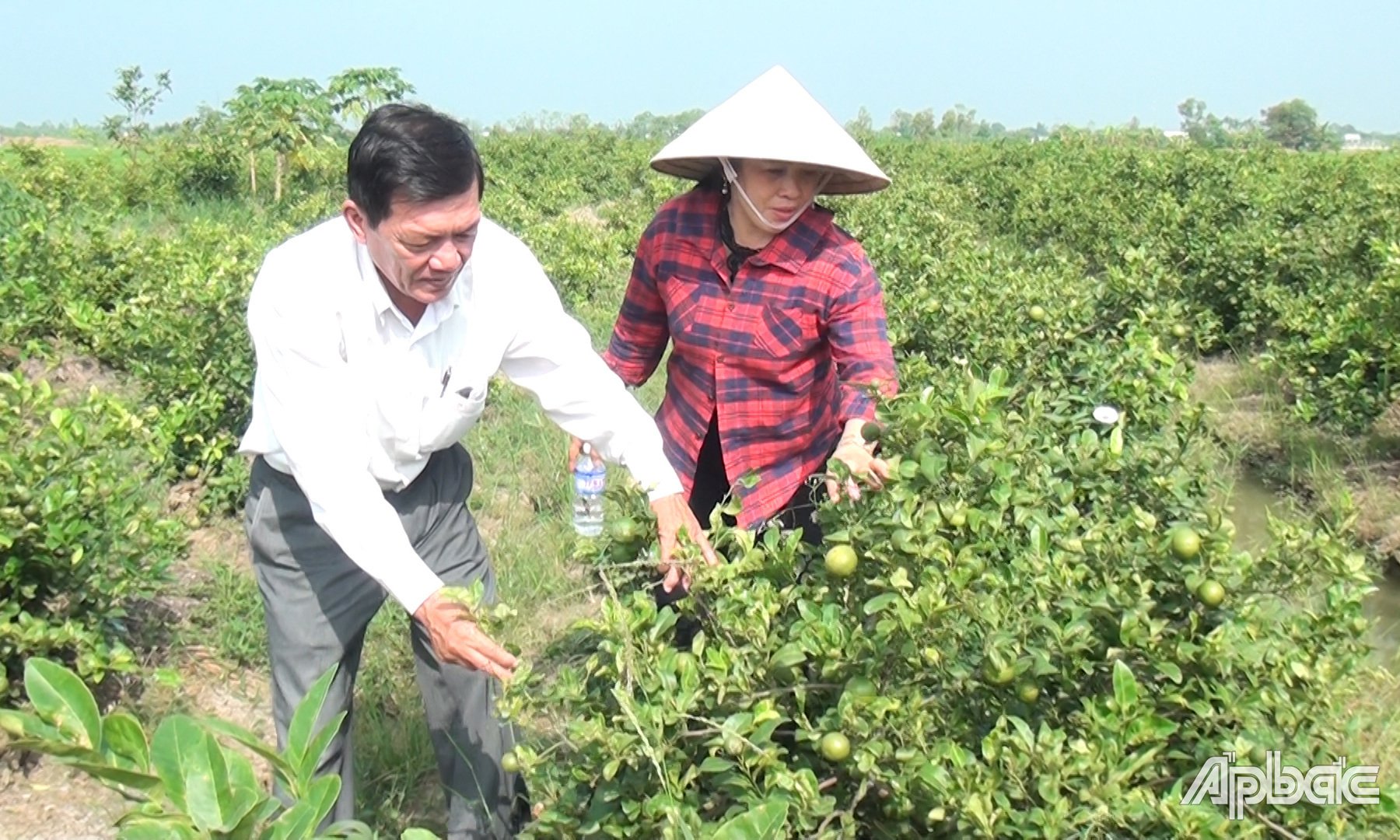 Mô hình trồng chanh tứ quý của chị Phương.