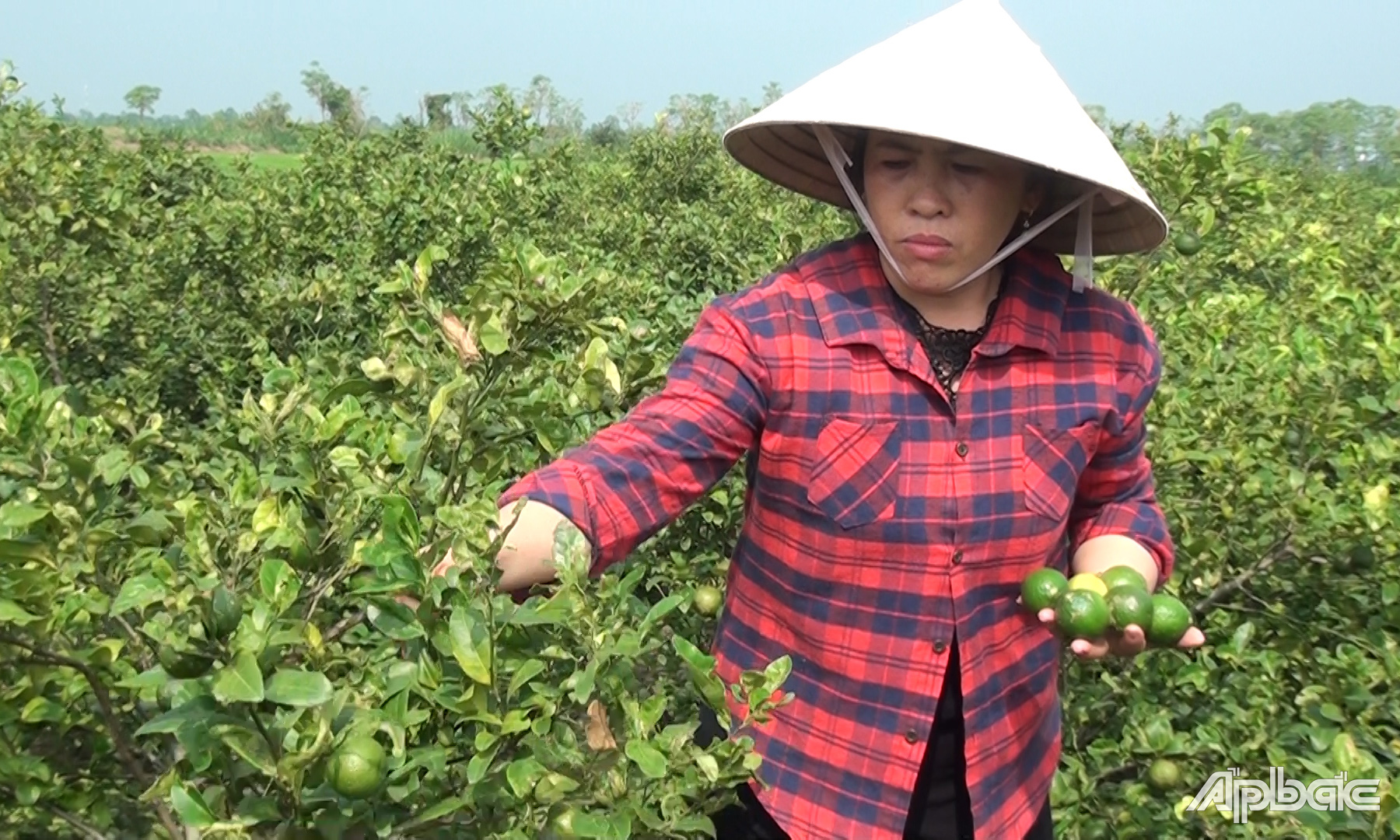 Chị Phương có thu nhập khá từ vườn chanh tứ quý.