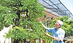 Độc đáo thú chơi kiểng từ cây ăn trái