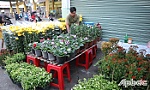 Hoa, trái tết xuống đường