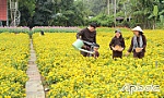 Tết này, các vườn hoa có gì mới?