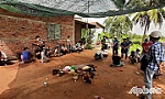 Triệt phá trường gà lớn tại TP. Mỹ Tho