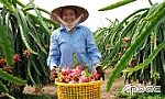 Để cây thanh long phát triển bền vững