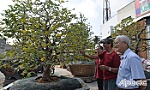 Kỳ công chăm sóc mai vàng sau tết