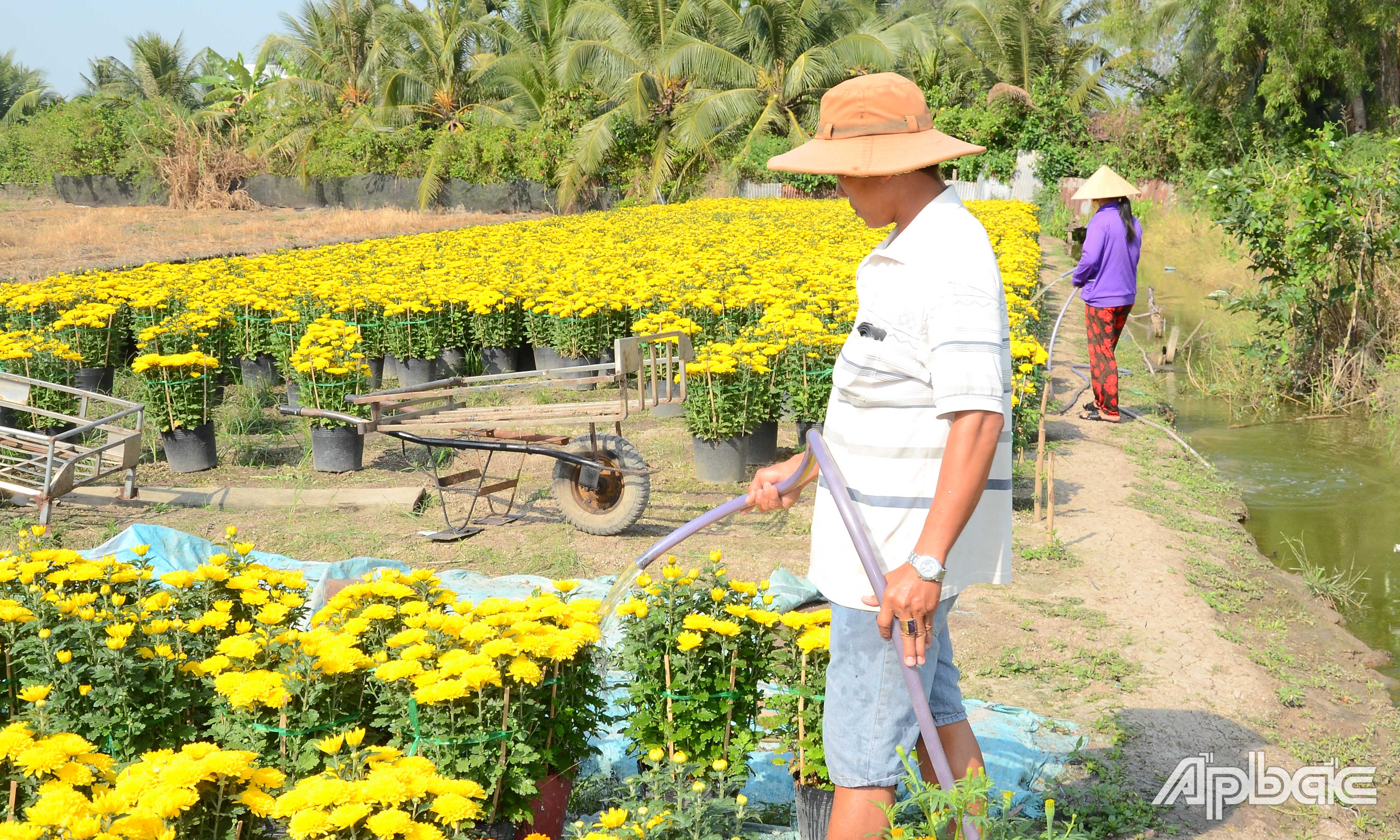 Nhà vườn chăm sóc ruộng hoa tết.