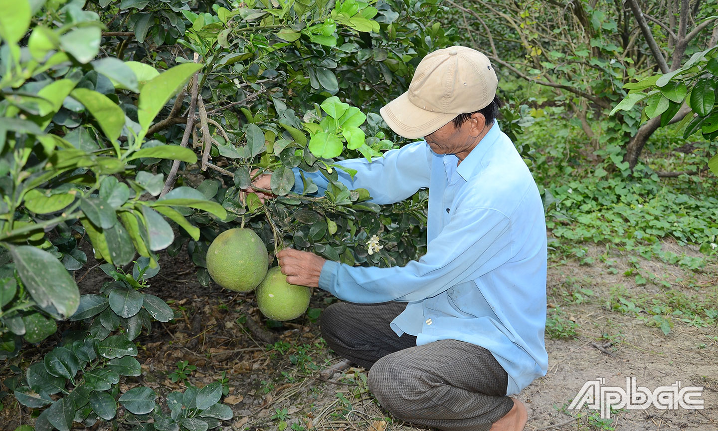 Bưởi da xanh chưng tết đang có giá thấp.