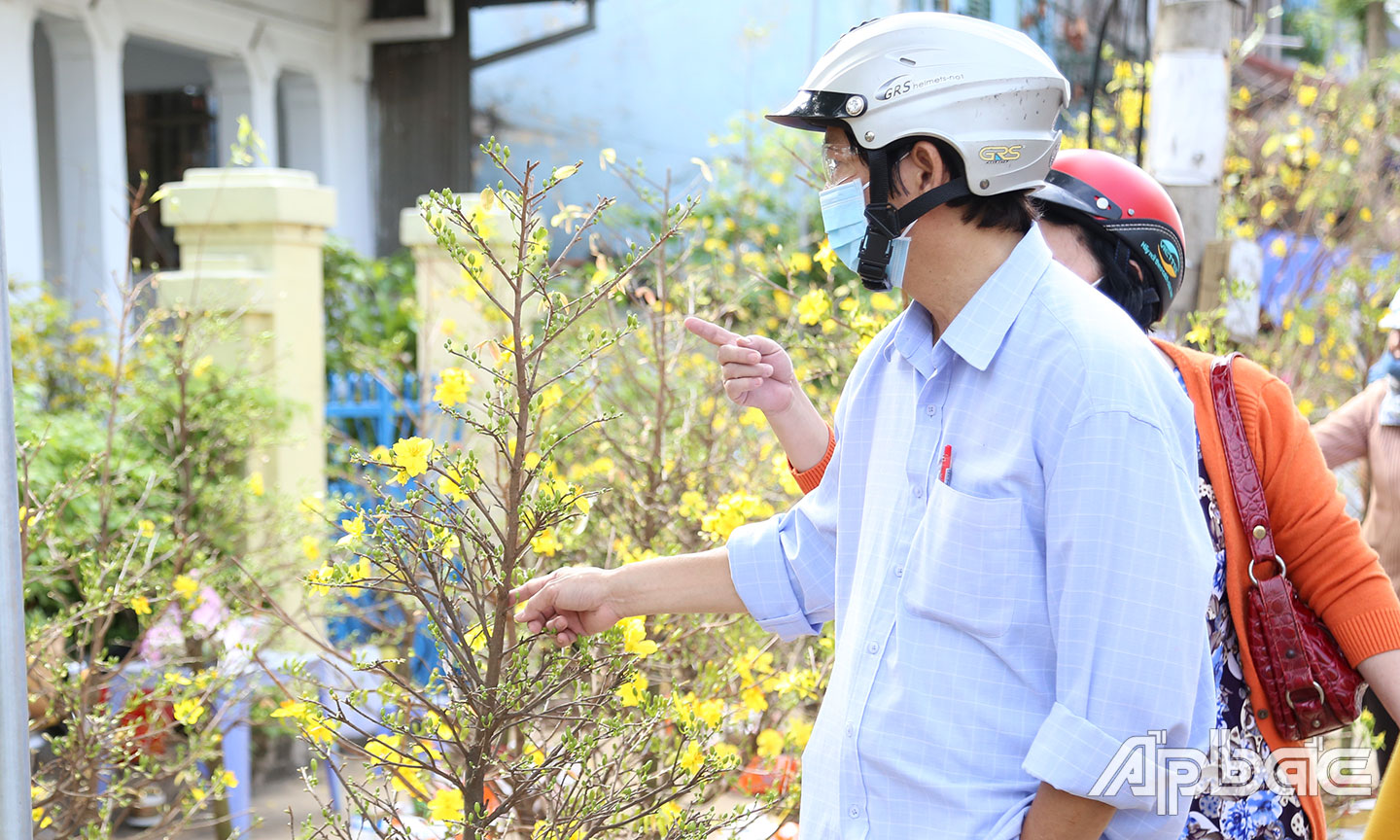 Những gốc mai ngày 30 như một điểm nhấn hằng năm báo hiệu Xuân về.