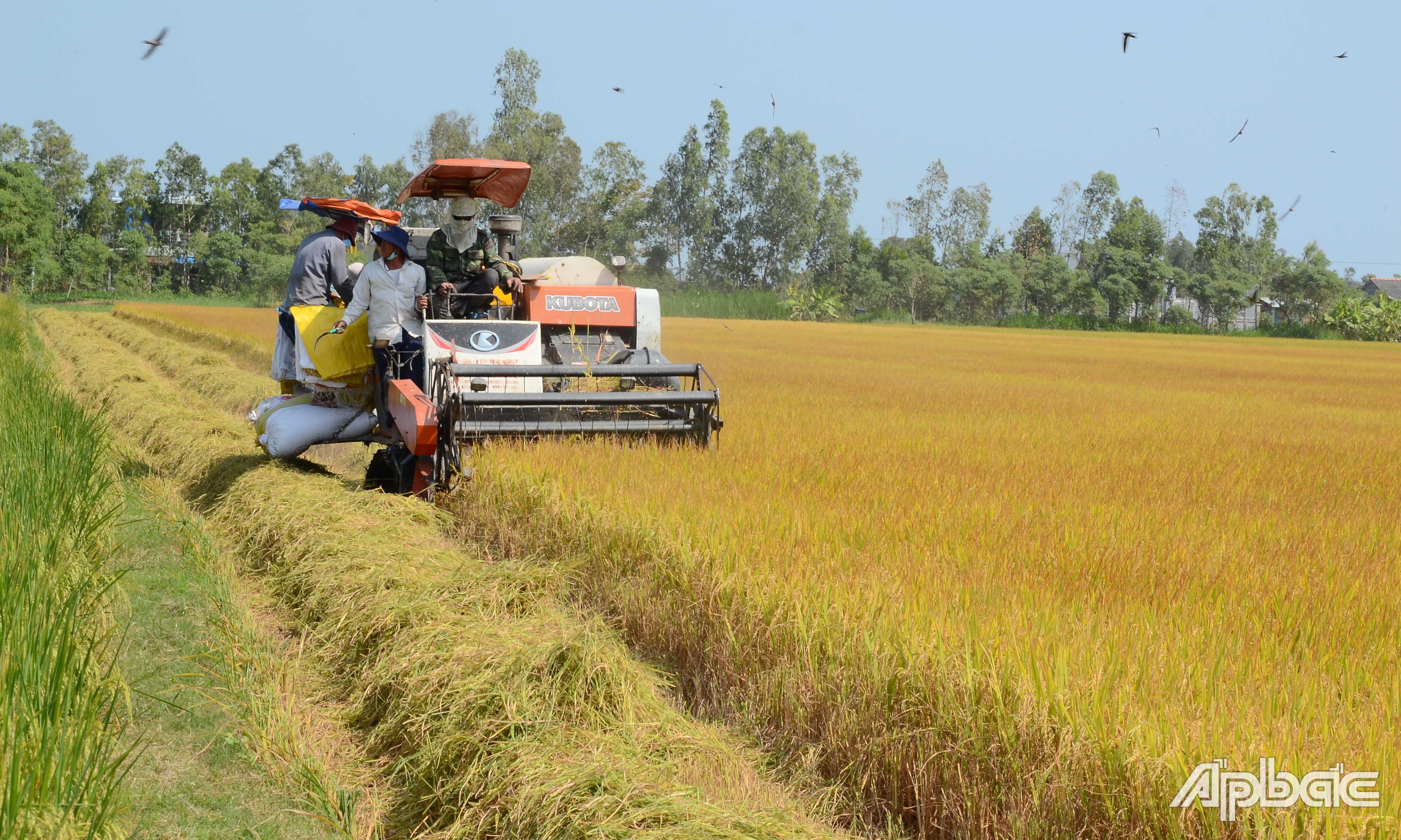 Thu hoạch lúa tại xã Tăng Hòa, huyện Gò Công Đông.