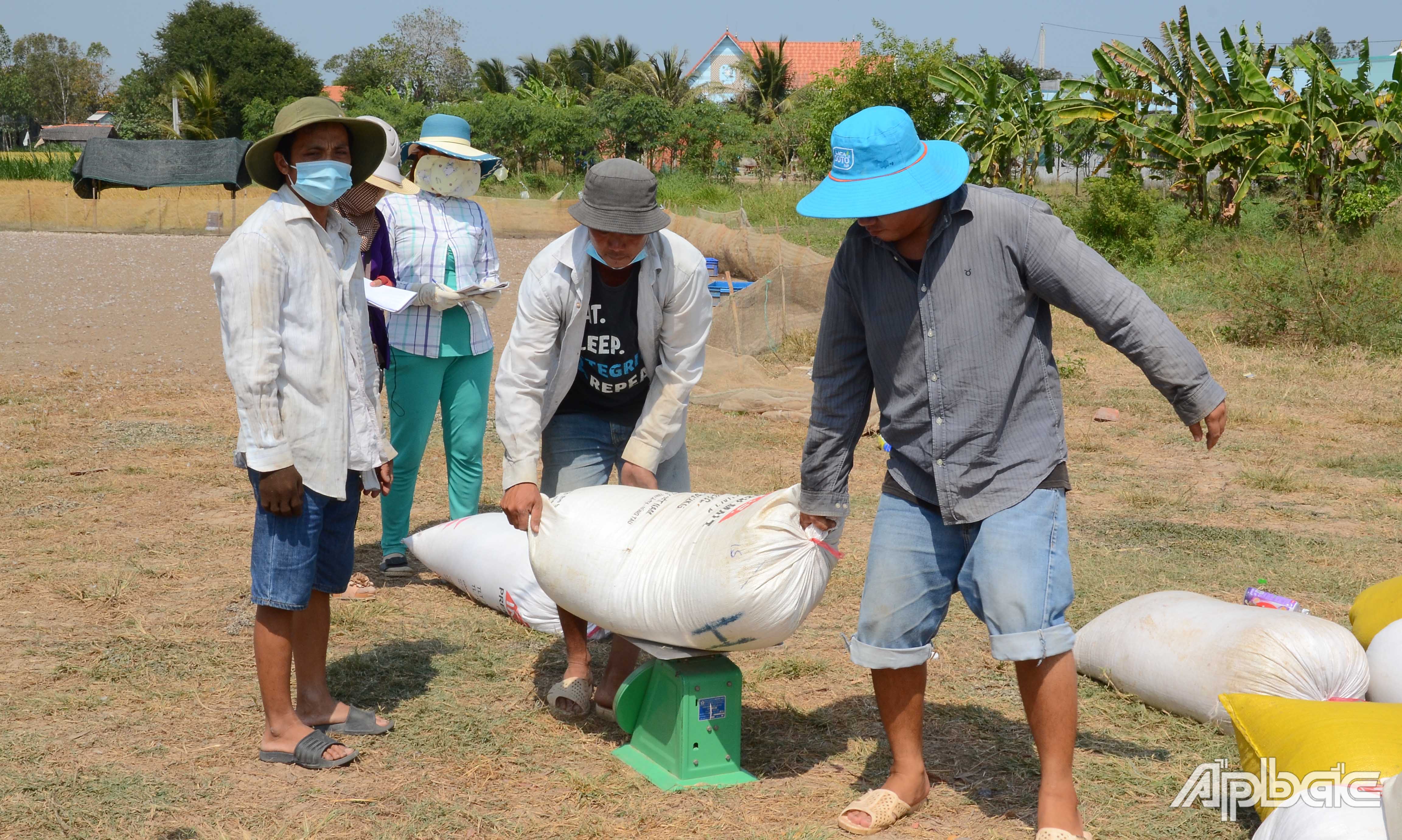 Thương lái cân lúa vừa thu mua được từ nông dân.