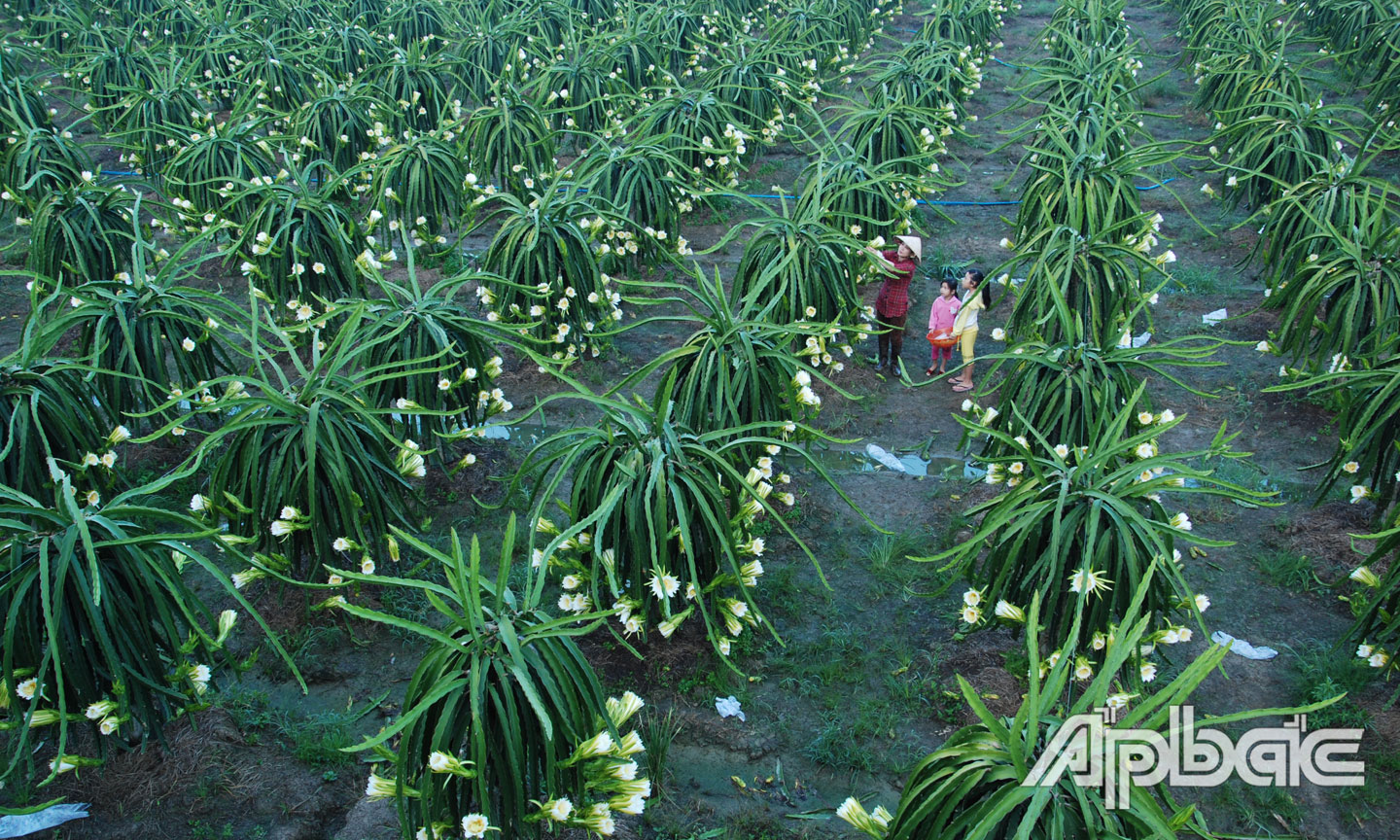 Thanh long là cây trồng chủ lực của Tiền Giang.                                                                                                                                                                                                             Ảnh: CAO LẬP ĐỨC