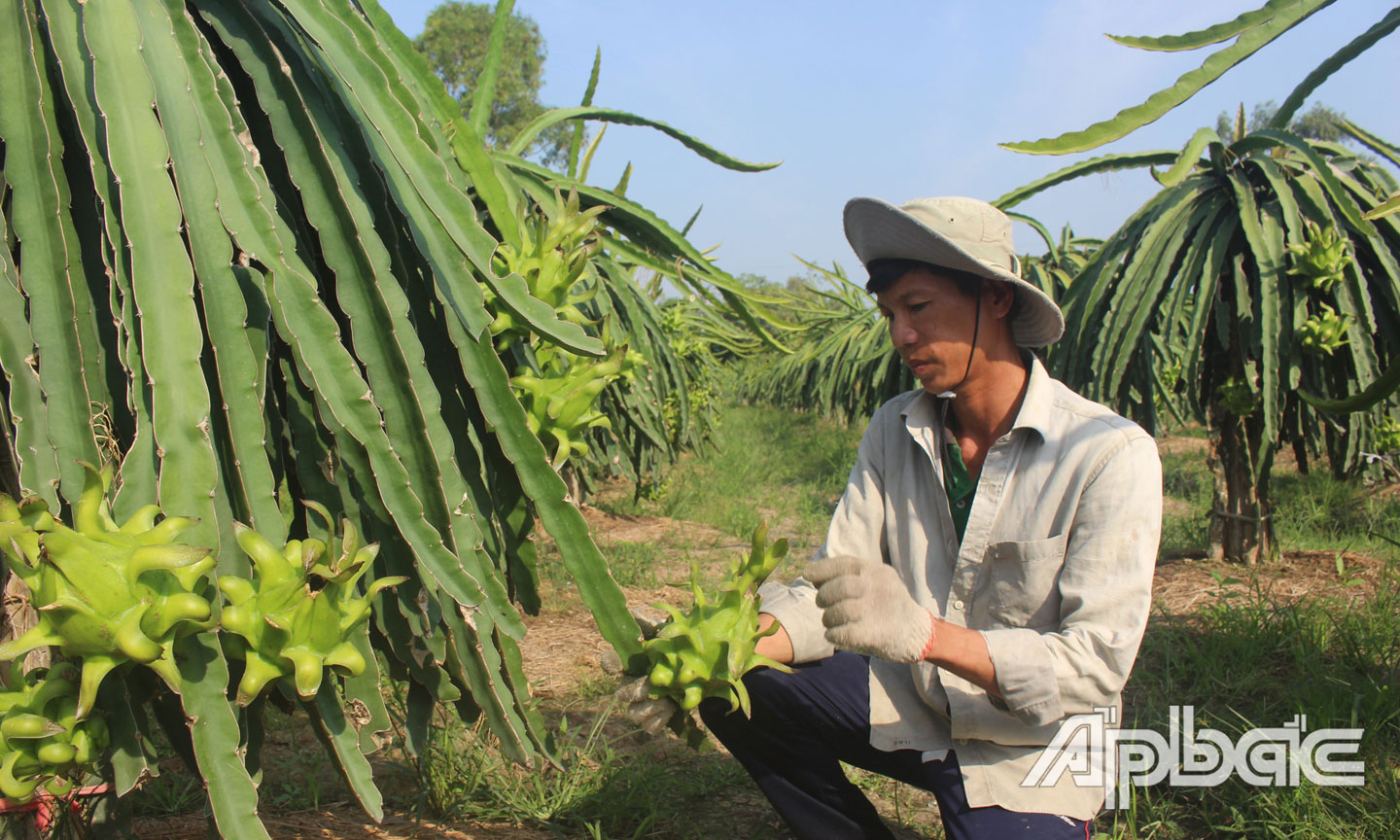 Cây thanh long phát triển mạnh ở huyện Gò Công Tây