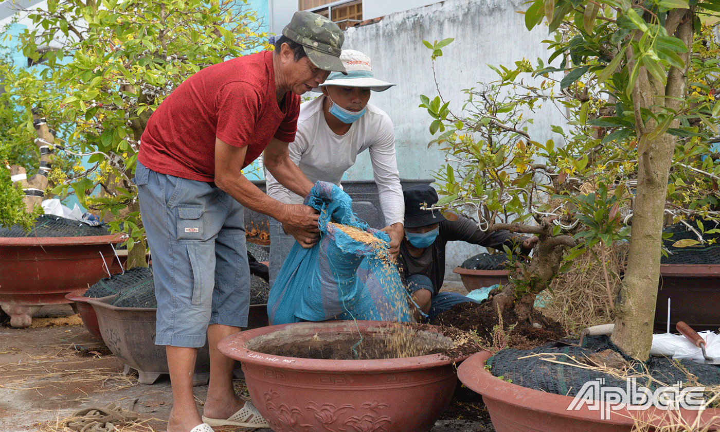 Chú Ba Nam thay mụn dừa và tro trấu cho những chậu mai vàng vừa chưng tết.