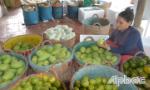 Vụ mùa chưa trọn