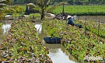 Bảo vệ vùng chuyên canh rau màu trong mùa hạn, mặn